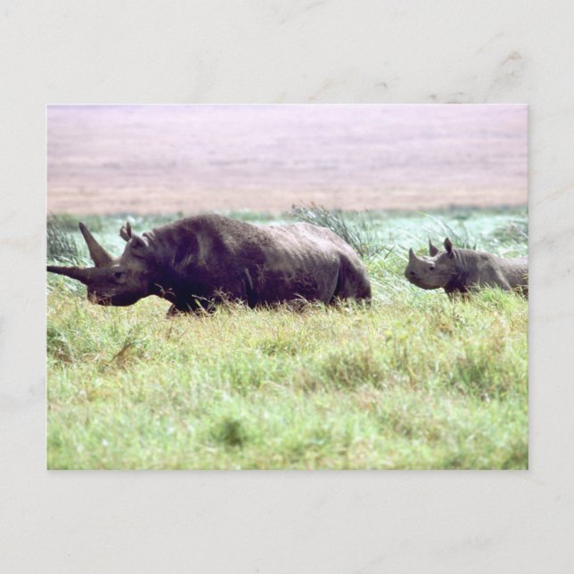 Rhinozeros-Weibchen und Kalb auf Serengeti Postkarte (Vorderseite)