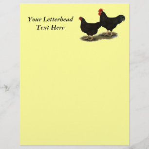 Rhode Island Red Bantams