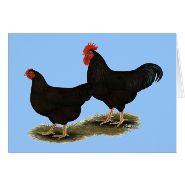 Rhode Island Red Bantams (Vorderseite (Horizontal))