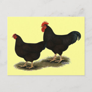 Rhode Island Red Bantams Postkarte