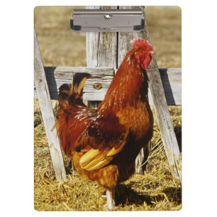 Rhode Island Red Hahn Klemmbrett