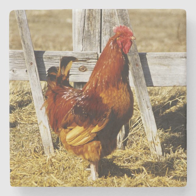 Rhode Island Red Hahn Steinuntersetzer (Vorderseite)