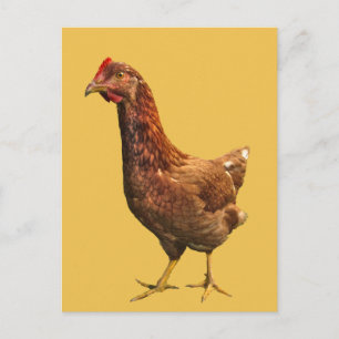 Rhode Island Red Hen Chicken Postkarte