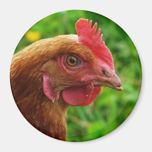 Rhode Island Red Hen Magnet (Vorne)