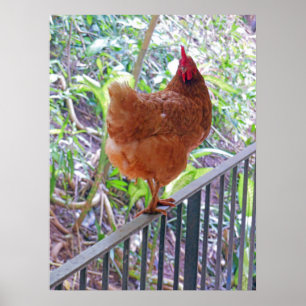 Rhode Island Red Hen Poster