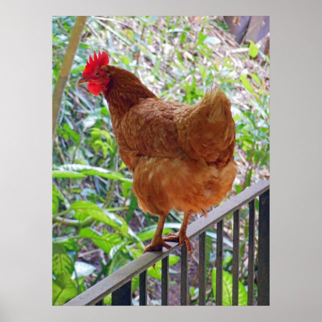 Rhode Island Red Hen Poster (Vorne)