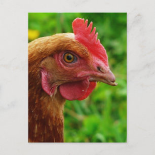 Rhode Island Red Hen Postkarte