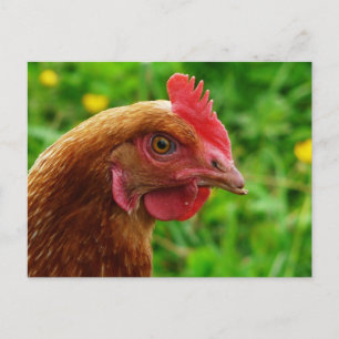 Rhode Island Red Hen Postkarte