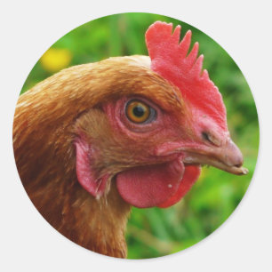 Rhode Island Red Hen Runder Aufkleber