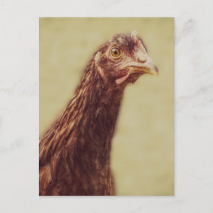Rhode Island Red Pullet - Hühnerbild Postkarte