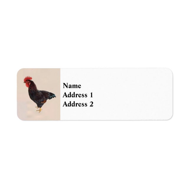 Rhode Island Red Rooster (Vorne)