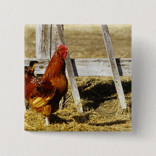 Rhode Island Red Rooster Button