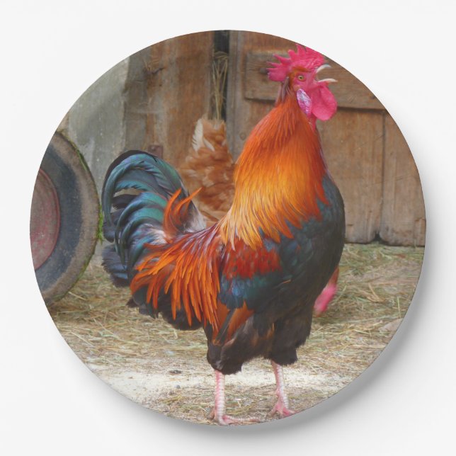 Rhode Island Red Rooster Crowing in Barnyard Pappteller (Vorderseite)