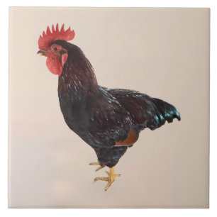 Rhode Island Red Rooster Fliese
