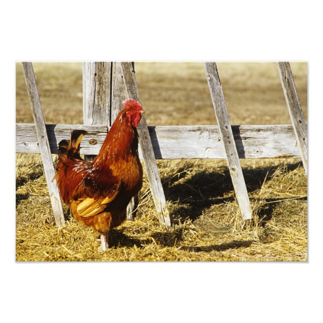Rhode Island Red Rooster Fotodruck (Vorne)
