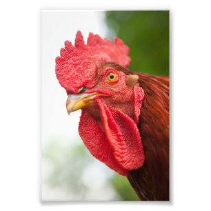 Rhode Island Red Rooster Fotodruck