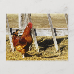 Rhode Island Red Rooster Postkarte