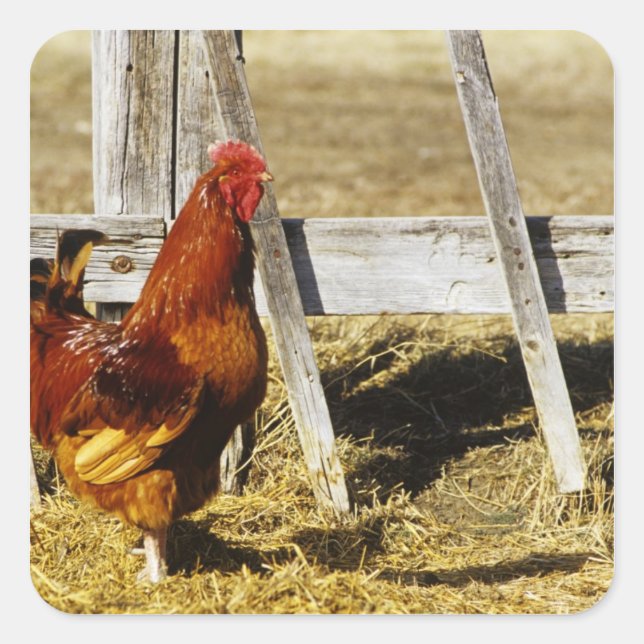 Rhode Island Red Rooster Quadratischer Aufkleber (Vorderseite)