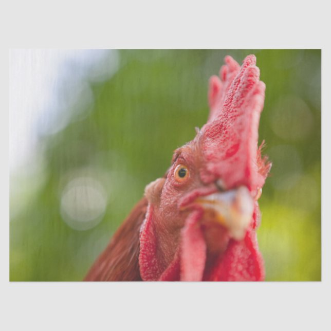 Rhode Island Red Rooster Seidenpapier (Vorderseite)