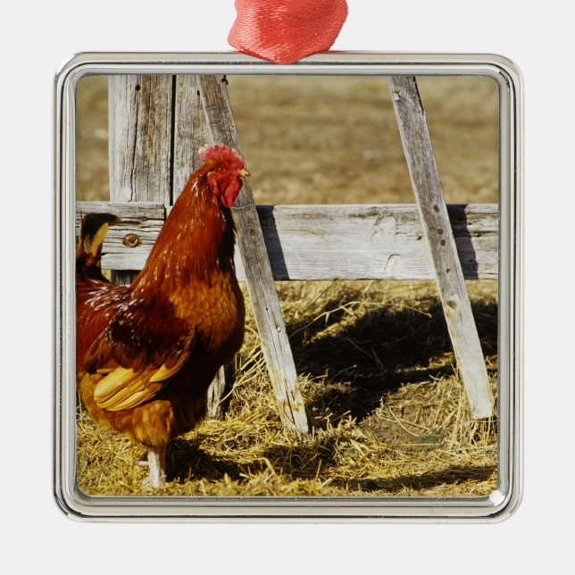 Rhode Island Red Rooster Silbernes Ornament (Vorne)