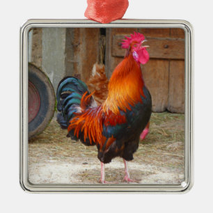 Rhode Island Rooster Crowing in Barnyard Ornament Aus Metall