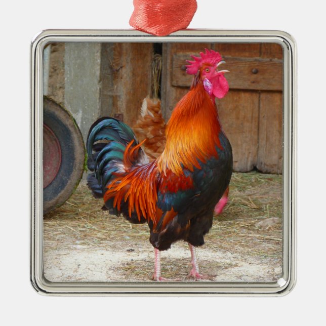 Rhode Island Rooster Crowing in Barnyard Ornament Aus Metall (Vorne)