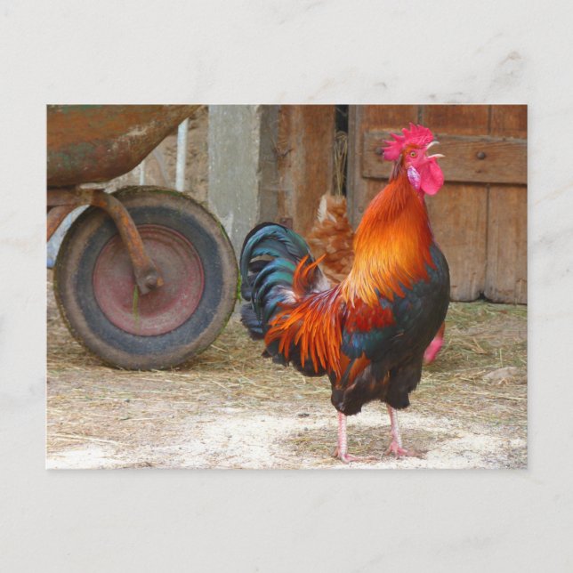 Rhode Island Rooster Crowing in Barnyard Postkarte (Vorderseite)