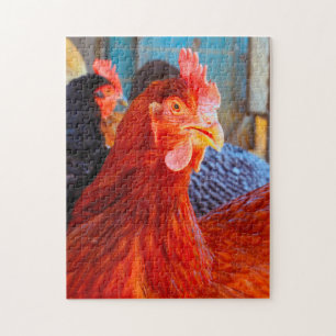 Rhode Island Rooster. Puzzle