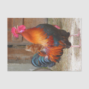 Rhode Island Rot-Hahn, der im Barnyard kräht Seidenpapier