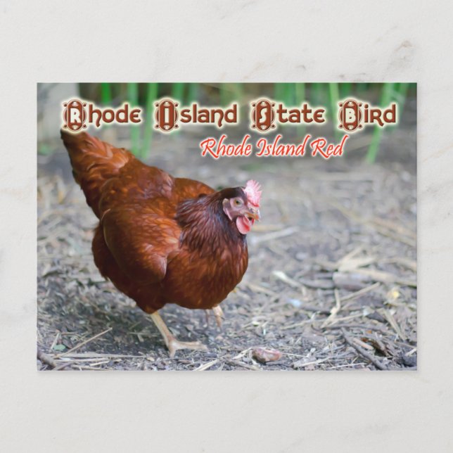Rhode Island Staat Bird: Rhode Island Red Postkarte (Vorderseite)