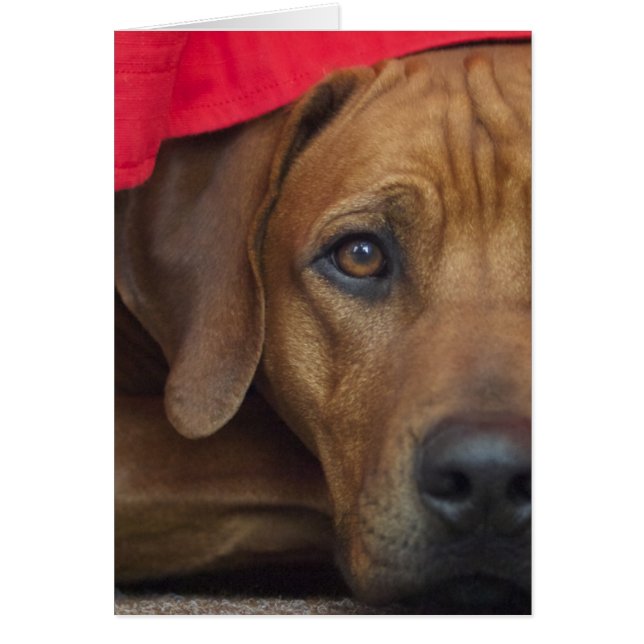 Rhodesian-ridgeback (Vorne)