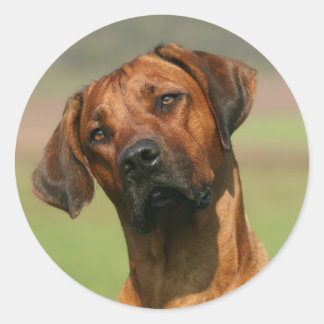 Rhodesian Ridgeback Aufkleber