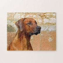 Rhodesian Ridgeback Dog Gazeyes