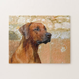 Rhodesian Ridgeback Dog Gazeyes Puzzle