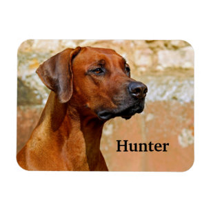 Rhodesian Ridgeback Dog Magnet