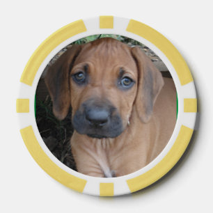 RHODESIAN RIDGEBACK Dog Pet Breppy Puppy POKER CHI Pokerchips