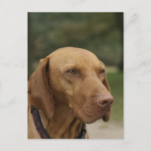 Rhodesian Ridgeback Dog Postcard Postkarte