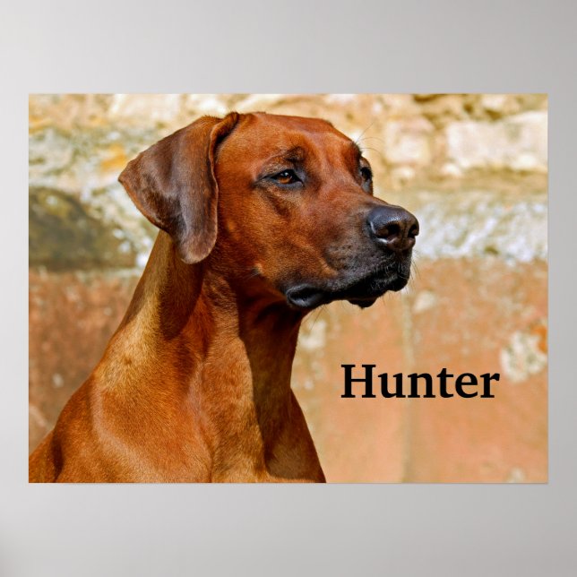 Rhodesian Ridgeback Dog Poster (Vorne)
