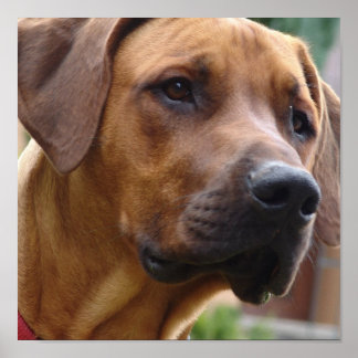 Rhodesian Ridgeback Dog Print Poster