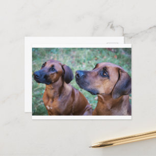 Rhodesian-ridgeback-Gruppe Postkarte