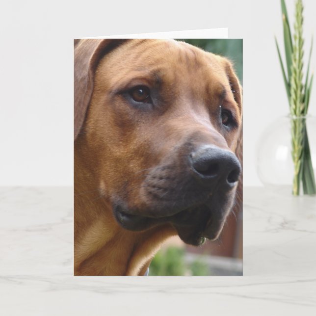 Rhodesian Ridgeback Gruß-Karte Karte (Vorderseite)