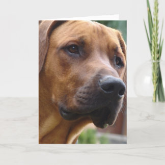 Rhodesian Ridgeback Gruß-Karte Karte