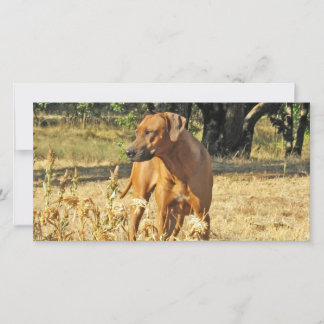 Rhodesian Ridgeback Grußkarte