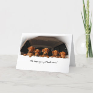 Rhodesian Ridgeback Grußkarte - erhalten Sie gut Karte