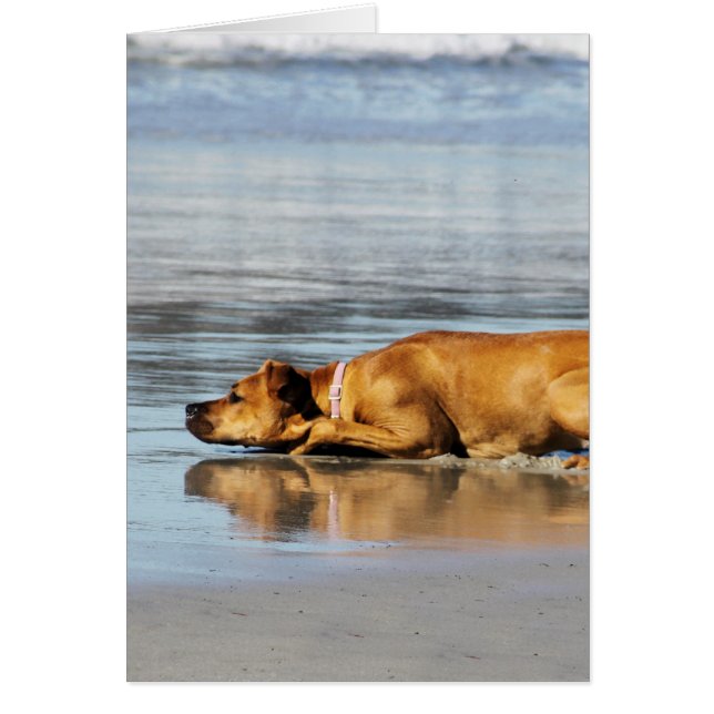 Rhodesian Ridgeback - ist das Wasser kalt? (Vorne)
