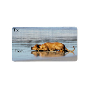 Rhodesian Ridgeback - ist das Wasser kalt? Adressaufkleber