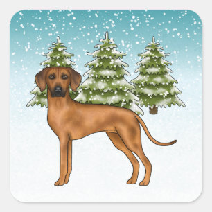 Rhodesian Ridgeback Löwen Hund Schneeige Winterwal Quadratischer Aufkleber
