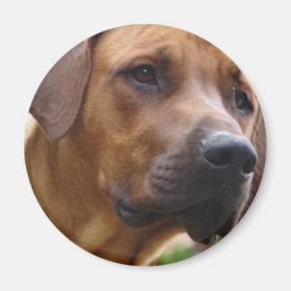 Rhodesian Ridgeback Magnet