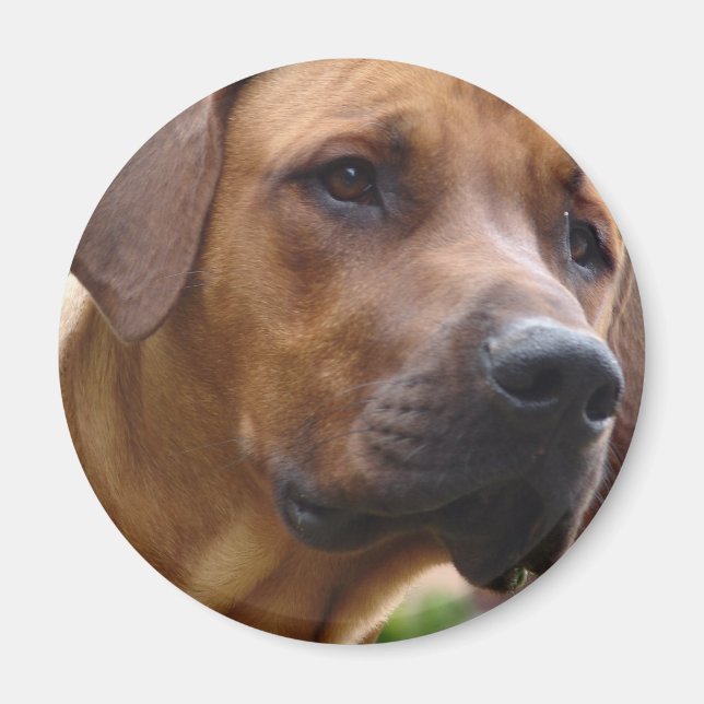 Rhodesian Ridgeback Magnet (Vorne)