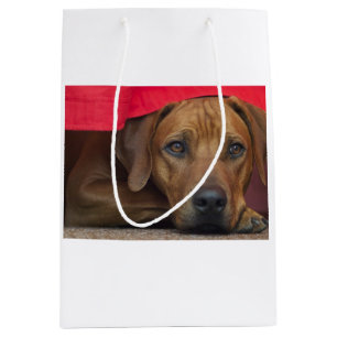 rhodesian-ridgeback mittlere geschenktüte